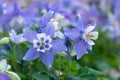 Rocky Mountain columbine Aquilegia caerulea long spurred blue and white flowers